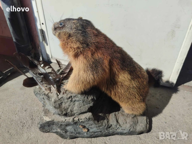 Препариран бобър