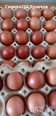 Легхорн и Маран черен мед;свободни яйца,пилета и кокошки кокошките са с записване и капаро., снимка 5 - други­ - 45826258
