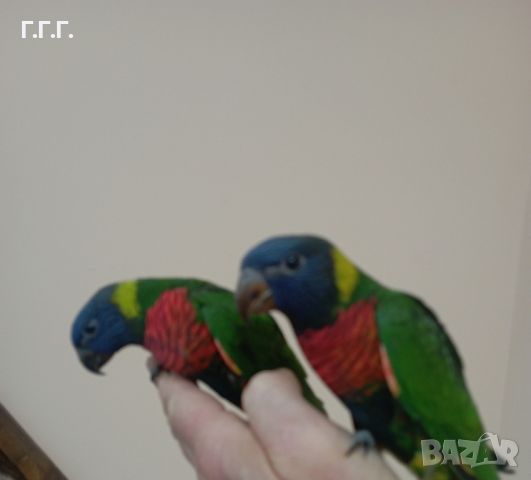 Работещи двойки папагали многоцветно лори., снимка 9 - Папагали - 46403187