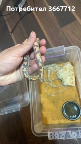 Кенийски пясъчни бои , снимка 2 - Змии - 53608960