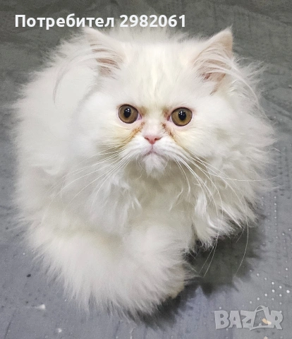 Продавам персийско котенце 