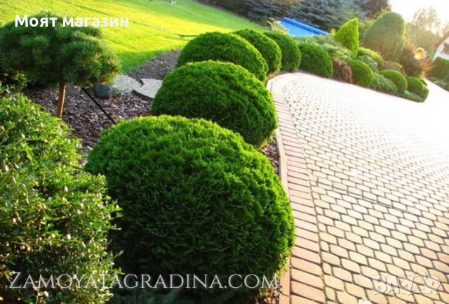 Туя Голд Даника Tuja Danica Gold, снимка 9 - Градински цветя и растения - 53650029