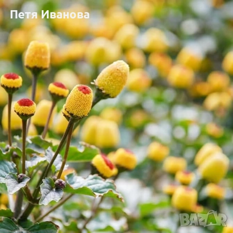 Акмела , снимка 2 - Стайни растения - 52512209