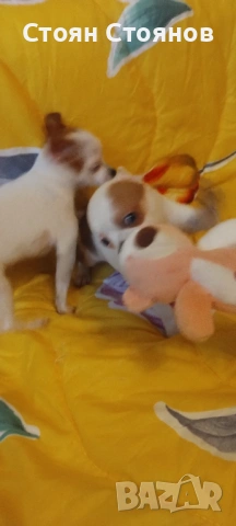 Чихуахуа, снимка 5 - Чихуахуа - 53842878