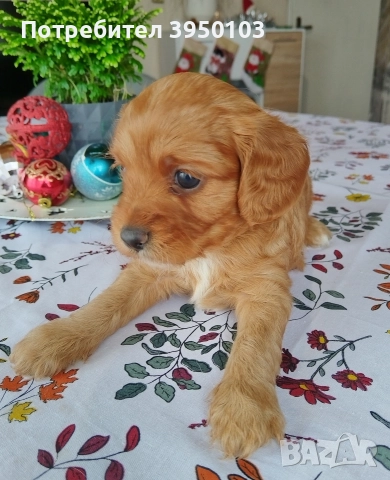 Кавапу/Мини пудел, снимка 7 - Кавалер кинг чарлз шпаньол - 52583181
