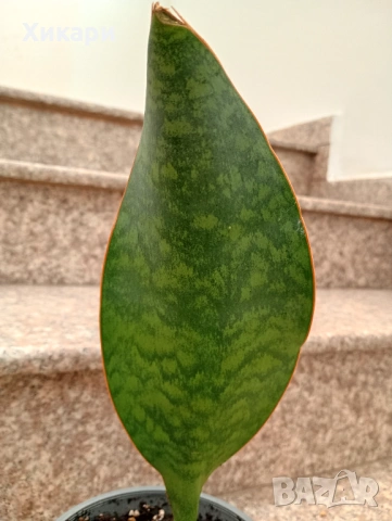 Sansevieria Masoniana - Whale fin ( Сансевиера Китова перка ), снимка 2 - Стайни растения - 51888121