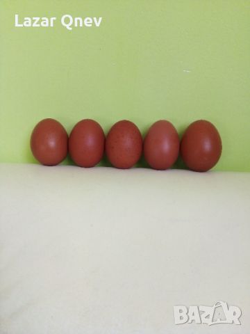 Яйца от Маран , снимка 1 - Кокошки и пуйки - 46005131