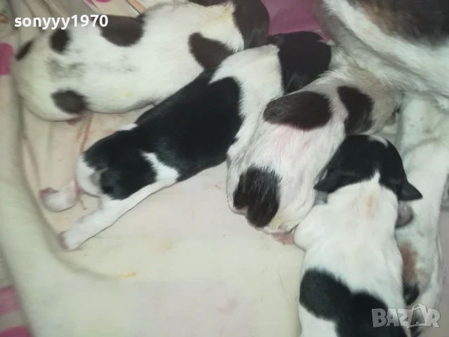 ДЖАК РЪСЕЛ БЕБЕТА-РОДЕНИ 11.08.25г 1308250726, снимка 6 - Джак ръсел териер - 51347303