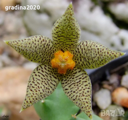 🌵 Степелия (Piaranthus) – Екзотична сукулентна красота за вашия дом, снимка 2 - Разсади - 52842890