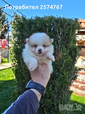 Померани , снимка 13 - Померан - 54097931