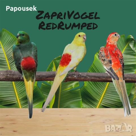 Работещи двойки Пойни Папагали , снимка 3 - Папагали - 50786813