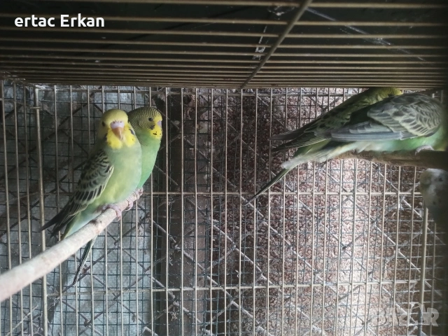 вълнисти папагали , снимка 4 - Папагали - 54085802