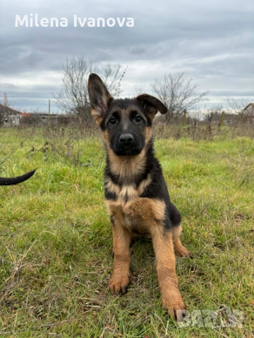 Немски овчарки от легитимен развъдник , снимка 2 - Немска овчарка - 52801099