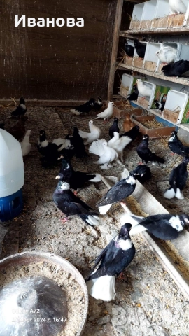Гълъби декорация и д-р, снимка 15 - Гълъби - 52317736