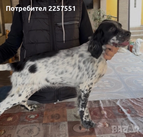 Английски сетер 