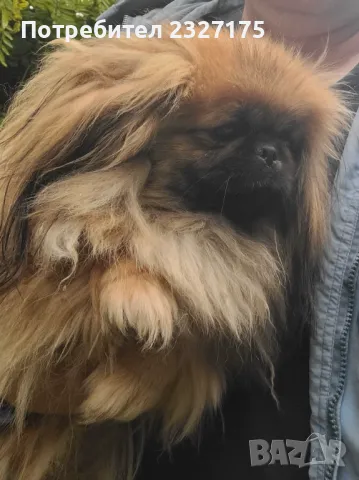 Пекинези, снимка 2 - Пекинез - 25815187