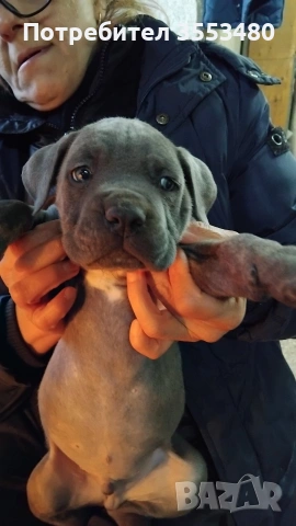 продавам Кане Корсо чистокръвни, снимка 9 - Кане корсо - 53611607