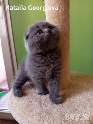 Шотландски котенца , снимка 9 - Британска късокосместа - 52672572