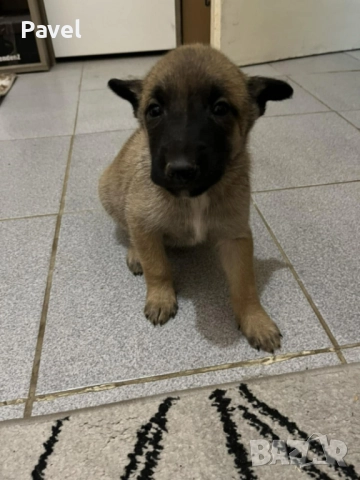 Белгийски овчарки малиноа, снимка 5 - Белгийска овчарка - 52665129