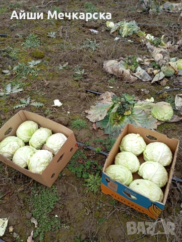 Продавам зеле Чиърс на едро , снимка 5 - Други - 52086423