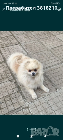 померан момиче