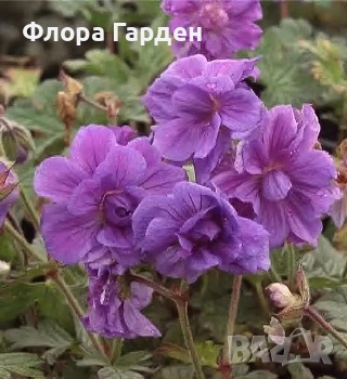 МНОГОГОДИШНИ ЦВЕТЯ - Коренища- ПРЕДВАРИТЕЛНИ ПОРЪЧКИ, снимка 7 - Градински цветя и растения - 53650042