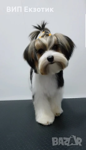 ПРОДАВА МОРКИ, снимка 1