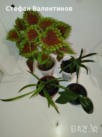 Стайни цветя- комплект Хоя+ Копривка+ Хлорофитум+ Алое 