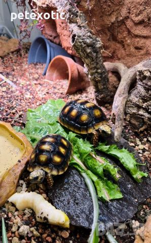 Сухоземна Червенопетниста Костенурка Карбонария - Red-footed tortoise, Chelonoidis carbonarius, снимка 4 - Костенурки - 46069773