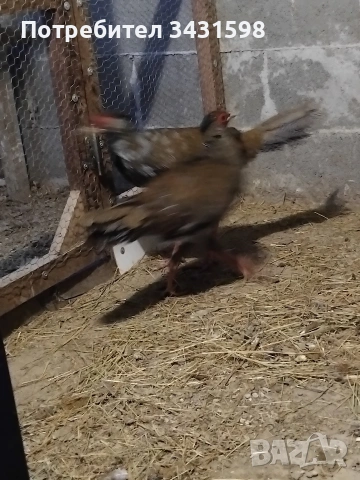 сребърни фазани 