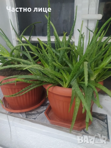 Лечебно Алое 