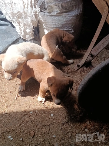 ПОДАРЯВАМ малки кученца , снимка 3 - Други - 51444287