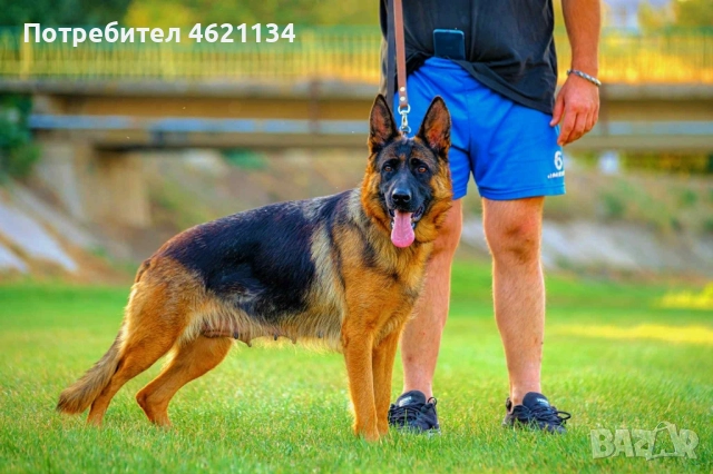 Родословна немска овчарка