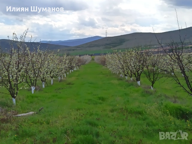  Oвощна градина. Череши 10 декара+   3,5 декара праскови и сини сливи, снимка 13 - Земеделска земя - 45960295