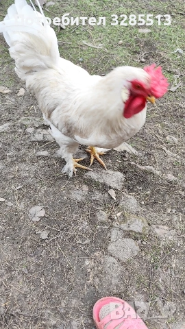 Младо петле, снимка 3 - други­ - 53666645