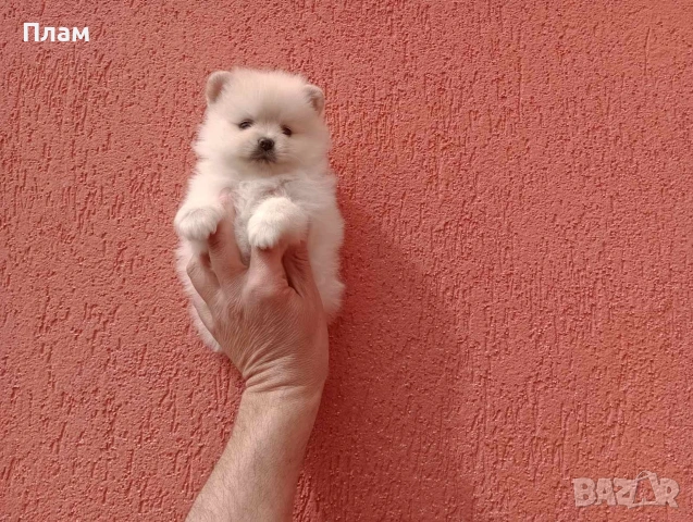 Померани.Реални снимки !, снимка 6 - Померан - 54049700