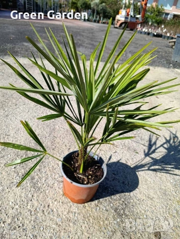 Палми Trachycarpus (трахикарпус)