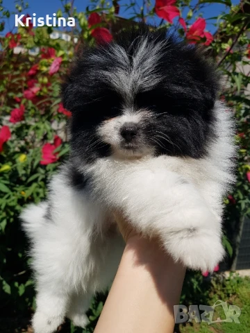 Померан померани свободни !, снимка 5 - Померан - 51308616