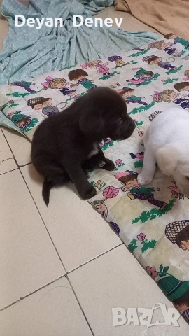 лабрадор реитривър , снимка 10 - Лабрадор ретривър - 52878460