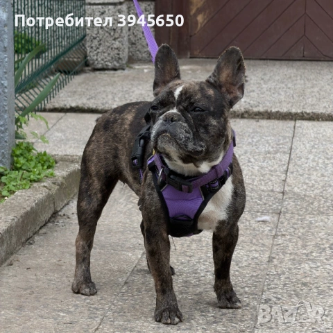 Женски френски булдог Merle 