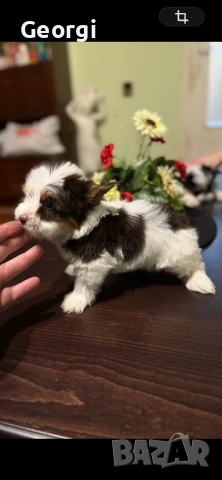 Бивер Йоркширски териер Йорки, снимка 6 - Йоркширски териер - 53422840