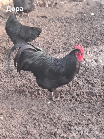 оплодени яйца от кокошки черен авсралорп , снимка 12 - Кокошки и пуйки - 52885276