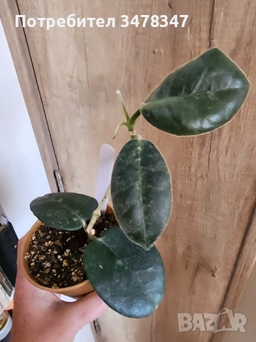 Хоя Calycina Stargazer, снимка 2 - Стайни растения - 53909398