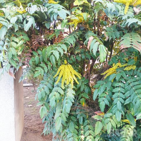 Махония, Mahonia japonica , снимка 6 - Градински цветя и растения - 46368350