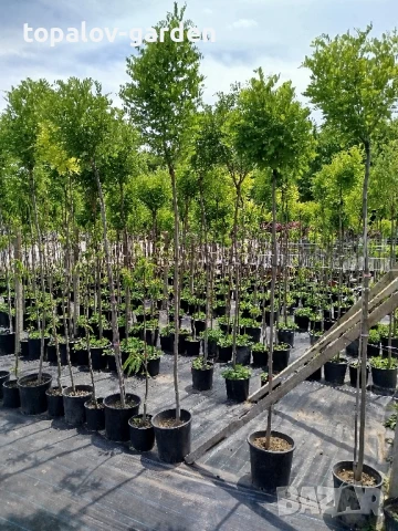 Кълбовидна акация. Robinia Pseudoacacia Umbraculifera, снимка 3 - Градински цветя и растения - 25292987