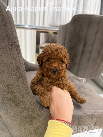 Момченце и момиченца той пудел, снимка 11 - Пудели - 52660405