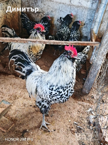 Разплодни яйца от Тюрингийска брадата кокошка , снимка 9 - Кокошки и пуйки - 53483514