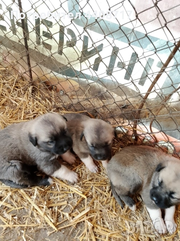 Продавам кучета кангали на 17 дена , снимка 3 - Кангал - 53942803