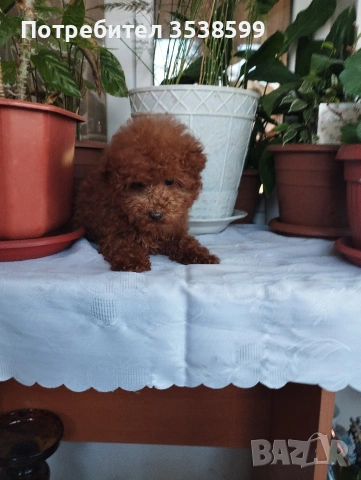 Той Пудел., снимка 5 - Пудели - 53365753