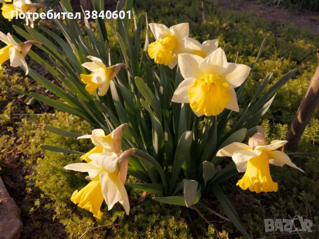 Нарциси (10 луковици) , снимка 5 - Градински цветя и растения - 53815354